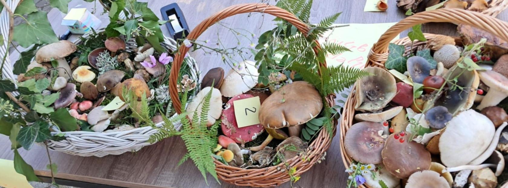 Dan gljiva Moslavine okupio ljubitelje prirode i gljivarstva u Kutini