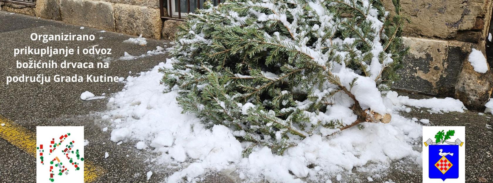 Organizirano prikupljanje i odvoz božićnih drvaca na području Grada Kutine