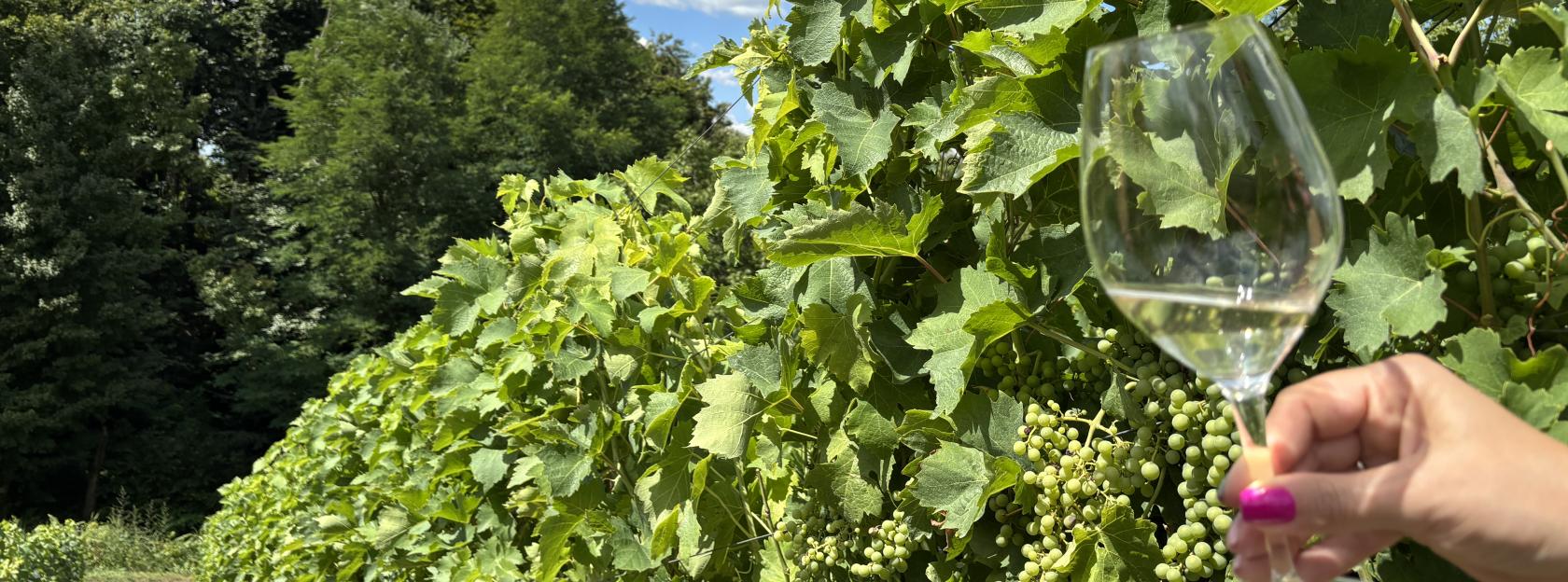 NAJAVA: Udruga vinogradara i voćara Moslavine organizira stručno predavanje “Mane i bolesti vina”