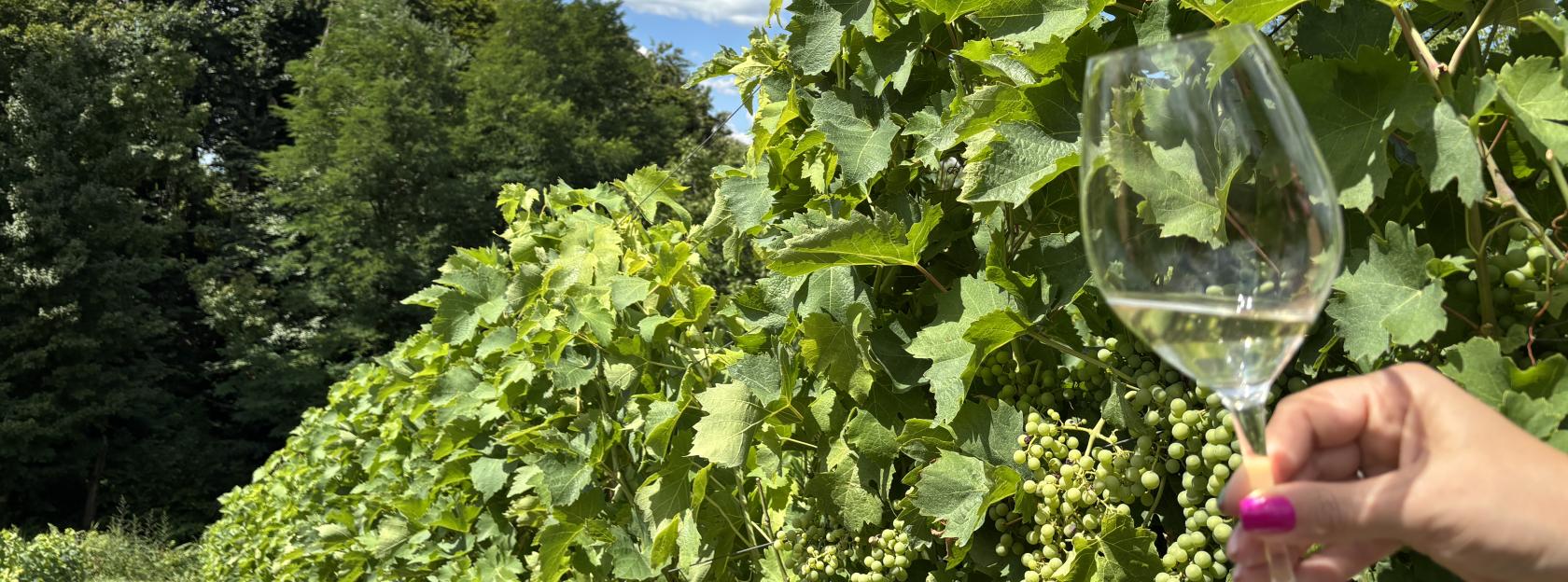 Nastavak projekta razvoja klonskog Škrleta: predstavnici Agronomskog fakulteta obišli potencijalnu lokaciju matičnjaka u Kutini