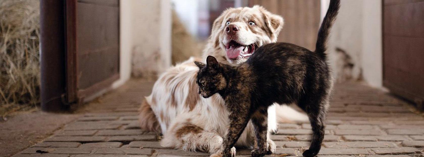 Javni poziv za sklapanje ugovora o sufinanciranju troškova sterilizacije i kastracije pasa i mačaka na području Grada Kutine za 2026. godinu