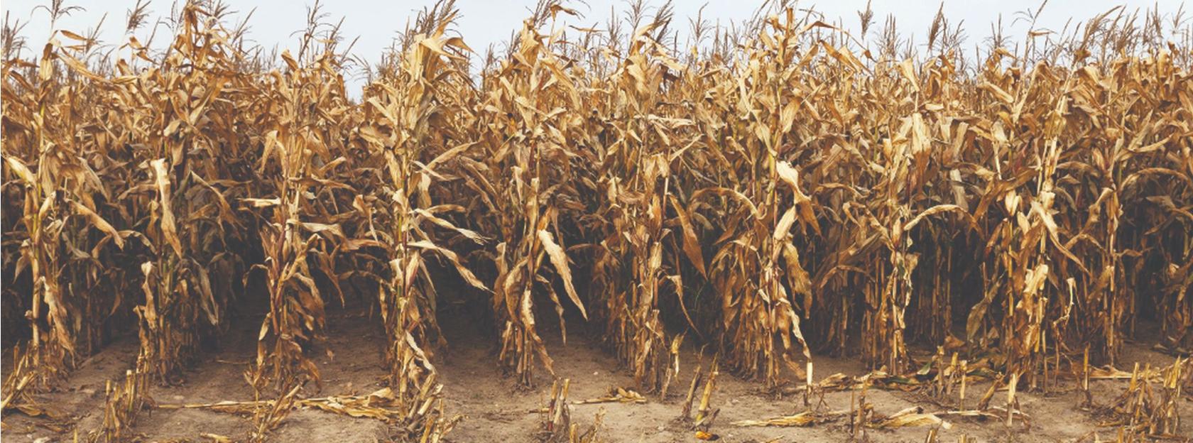 Obavijest poljoprivrednicima o prijavi štete na usjevima od suše