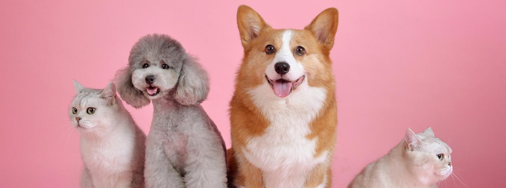 Grad Kutina sufinancira troškove sterilizacije i kastracije pasa i mačaka Grad Kutina sufinancira troškove sterilizacije i kastracije pasa i mačaka