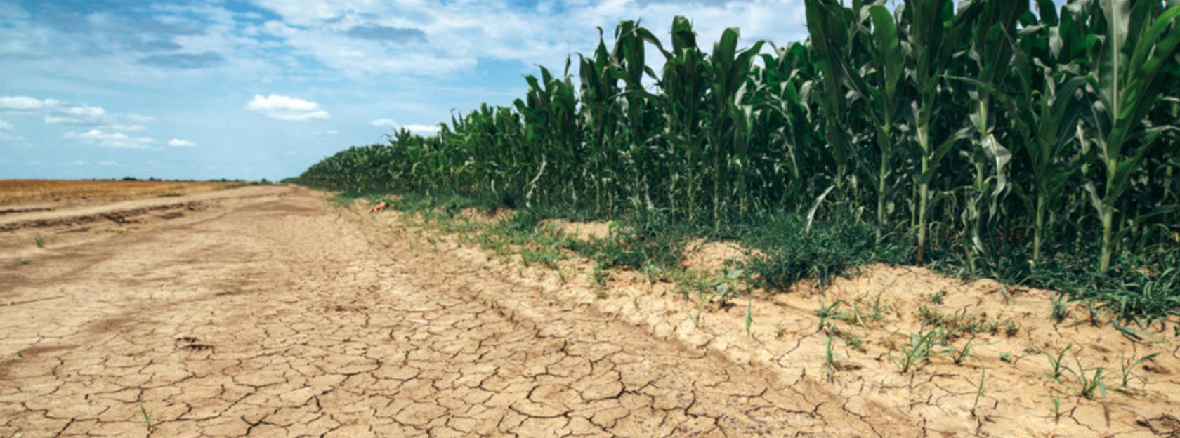 Proglašena prirodna nepogoda – SUŠA