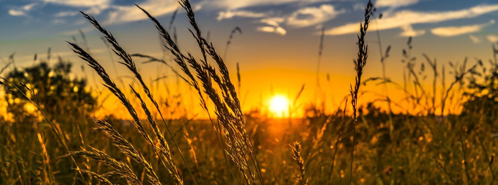 Program potpora poljoprivredi i ruralnom razvoju na području Grada Kutine za 2023. godinu